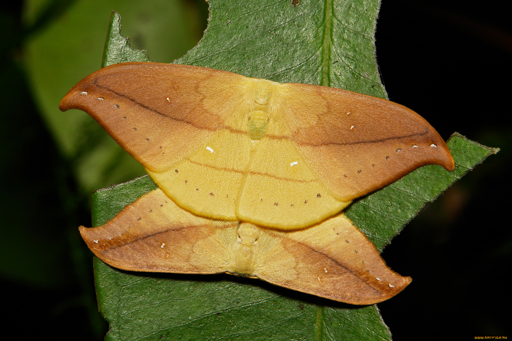 , , , , , , itchydogimages